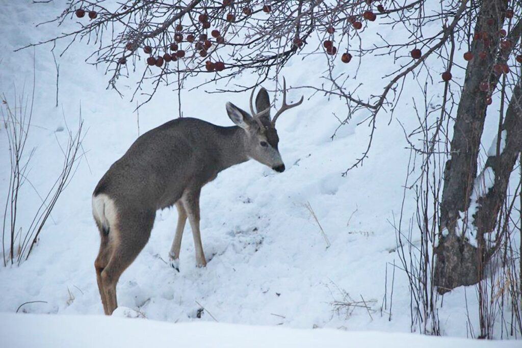 Four of the Best Hunting Options in Colorado - Atha Team Blog