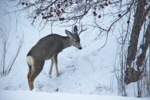 Hunting Deer in the Western Slope Colorado - Atha Team Blog