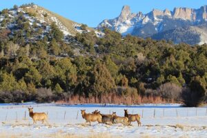 Elk Hunting in the Western Slope Colorado - Atha Team Blog
