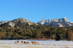 Ridgway Colorado Wildlife Viewing - Elk in Natural Habitat - Atha Team Blog