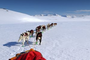 Colorado Dog Sled Tours - Outdoor Winter Activities - Atha Team Blog - Photo Credit: Flickr.com