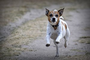Dog Running - Photo Credit- C.Marney Title-Hold on, I'm Coming - Flickr.com