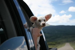 Dog on Car Ride - Atha Team Blog - Photo Credit- Andrea Markham