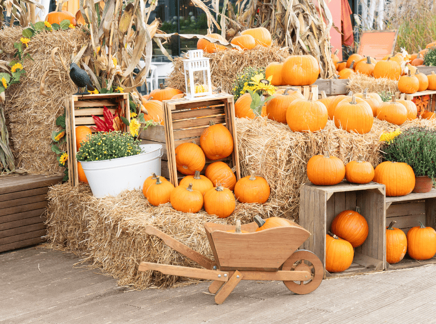 Colorado Fall Pumpkin Patch